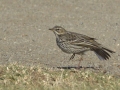 Red-throated Pipit