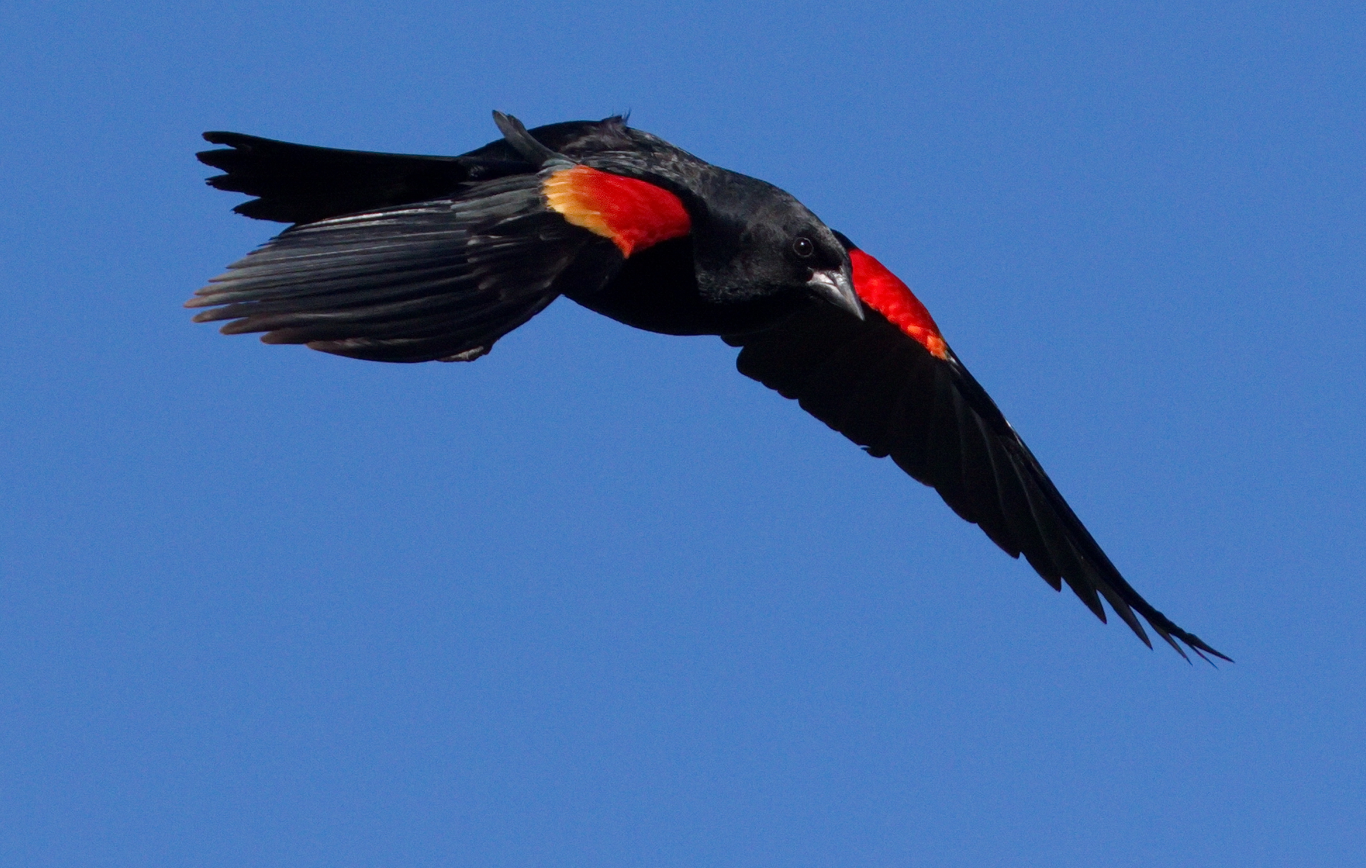 Red-winged Blackbird – Indiana Audubon