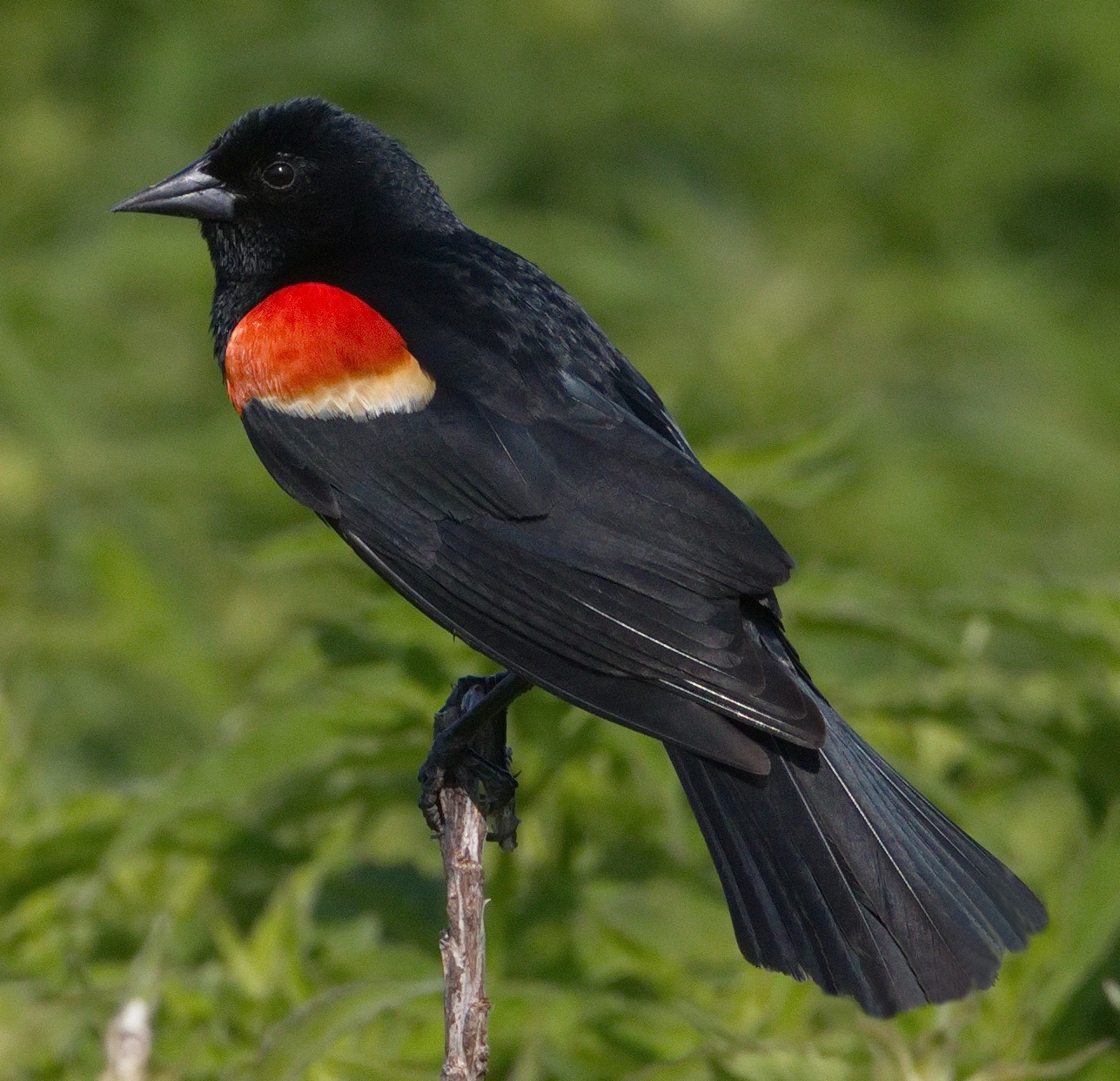 Red-winged Blackbird | San Diego Bird Spot