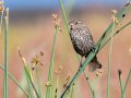 Red-winged Blackbird - Julian--town, San Diego, California, 7/10/2015