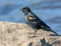 Red-winged Blackbird - Lake Cuyamaca, San Diego, California, 9/17/2015
