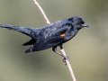Red-winged Blackbird - Lindo Lake, San Diego, California, 2/27/2016