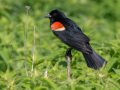 Red-winged Blackbird - Dos Picos County Park, Ramona, San Diego, California, 6/10/2016
