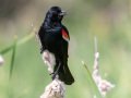 Red-winged Blackbird - Lake Hodges--Del Dios area (west end), San Diego, California. 6/11/2016