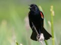 Red-winged Blackbird - Lake Hodges--Del Dios area (west end), San Diego, California. 6/11/2016