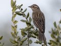 Red-winged Blackbird - Lake Henshaw, San Diego, California, 3/21/2019