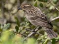 Red-winged Blackbird - Dos Picos County Park, Ramona, San Diego, California, 3/27/2019