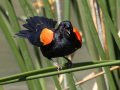 Red-winged Blackbird - Ramona Grasslands Preserve - Wildflower Loop, San Diego, California, 3/31/2019