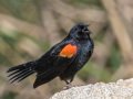 Red-winged Blackbird - Ramona Grasslands Preserve - Wildflower Loop, San Diego, California, 3/31/2019