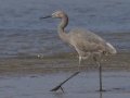 Reddish Egret