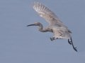 Reddish Egret