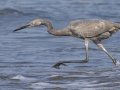 Reddish Egret