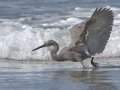 Reddish Egret