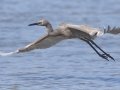 Reddish Egret