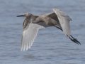 Reddish Egret