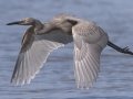 Reddish Egret