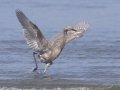 Reddish Egret