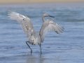 Reddish Egret