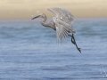Reddish Egret