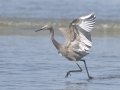 Reddish Egret