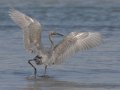 Reddish Egret