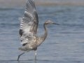 Reddish Egret