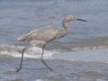 Reddish Egret