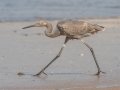 Reddish Egret