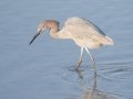 Reddish Egret - Bolsa Chica Ecological Reserve