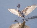 Reddish Egret - Bolsa Chica Ecological Reserve