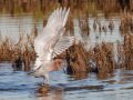 Reddish Egret - Bolsa Chica Reserve Walk bridge, Orange County, California, 12/13/2017
