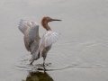 Reddish Egret - Robb Field, Ocean Beach