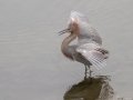 Reddish Egret - Robb Field, Ocean Beach