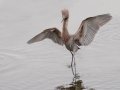 Reddish Egret - Robb Field, Ocean Beach