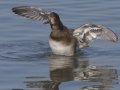 Redhead - Mission Bay -Mission Bay--Tecolote Creek mouth, San Diego, California, 12/19/2017