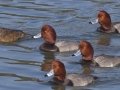 Redhead - Mission Bay -Mission Bay--Tecolote Creek mouth, San Diego, California, 12/19/2017