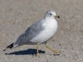 Ring-billed Gull - Bolsa Chica Reserve Walk bridge, Orange County, California, 12/13/2017