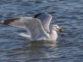 Ring-billed Gull - Bolsa Chica Reserve Walk bridge, Orange County, California, 12/13/2017
