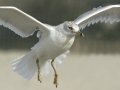 Ring-billed Gull