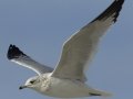 Ring-billed Gull