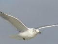 Ring-billed Gull