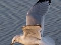 Ring-billed Gull