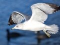 Ring-billed Gull