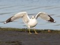 Ring-billed Gull
