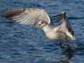 Ring-billed Gull