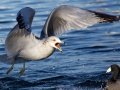 Ring-billed Gull