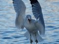 Ring-billed Gull