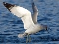 Ring-billed Gull