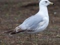 Ring-billed Gull
