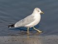 Ring-billed Gull